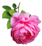 flower-5093586_1280 (137x150, 36Kb)