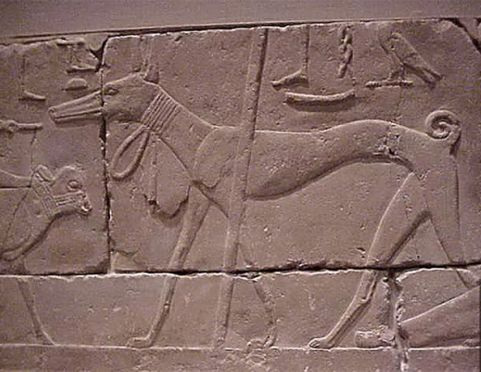 Фрагмент барельефа 2490-2323 гг. до н. э. Египетский известняк Старого Царства. На собаке нечто наподобие ошейника.